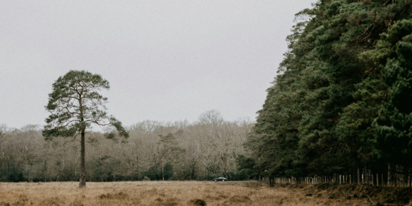 National Tree Week: The Magic of Letting Nature Take the Lead