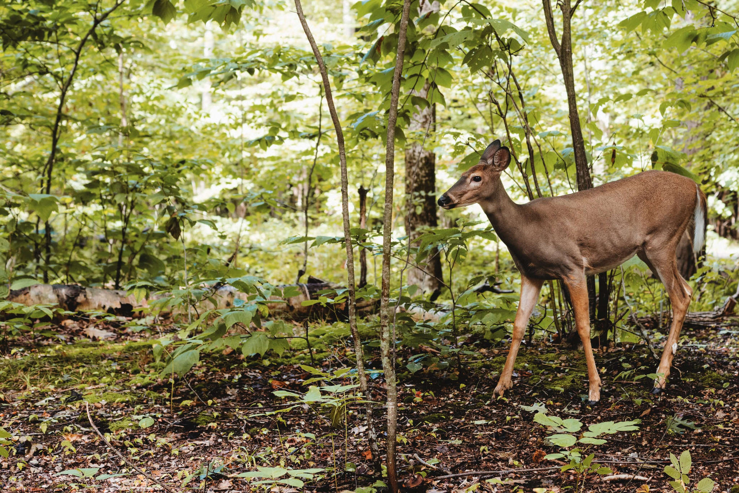 deer in a woodland surrounded by young trees