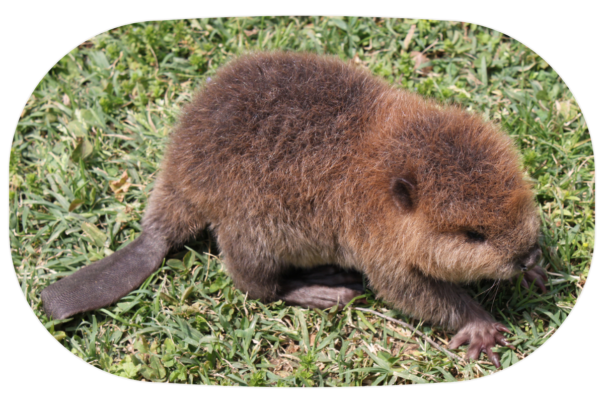 baby beaver on grass