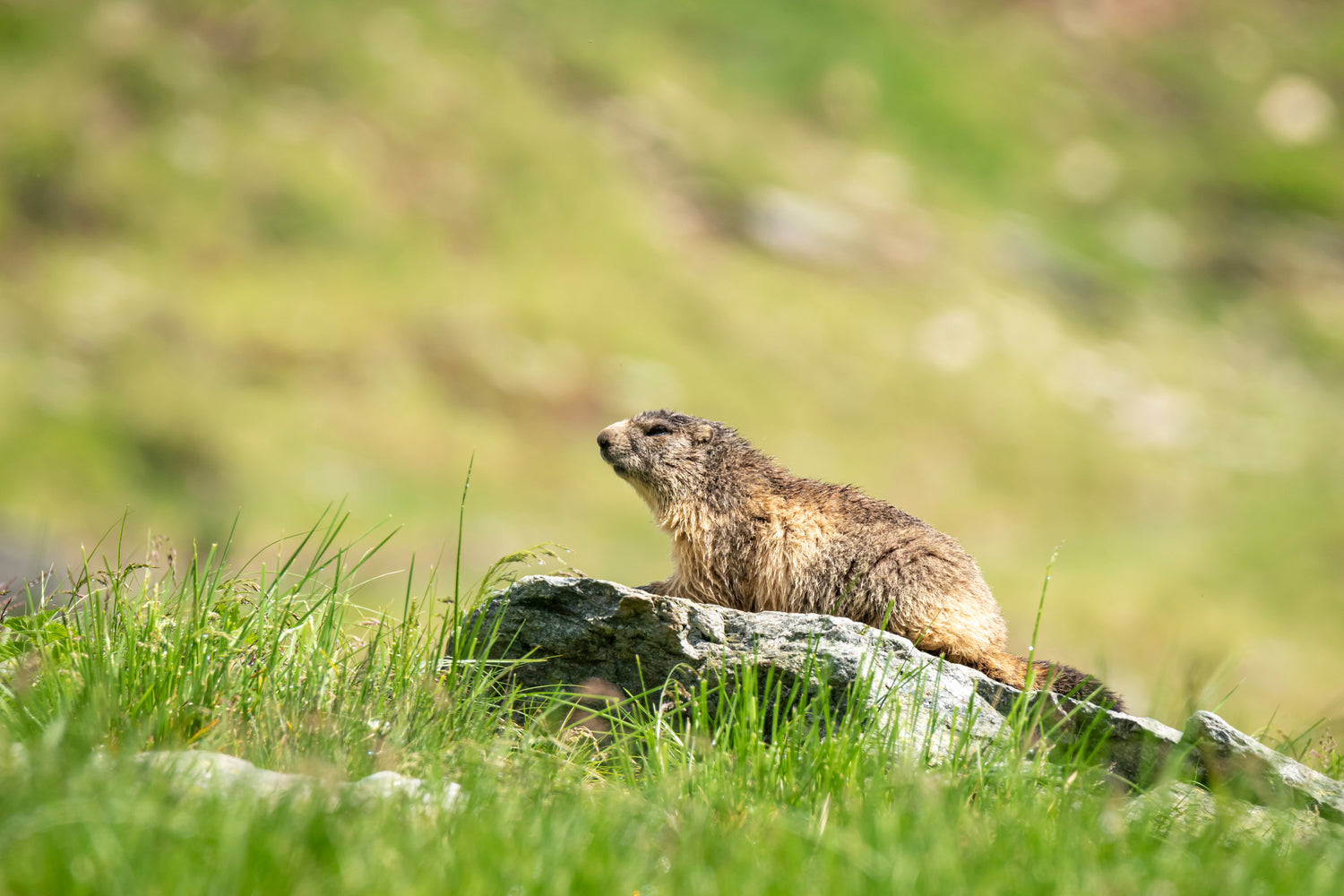 beaver standing on rock on green hillside