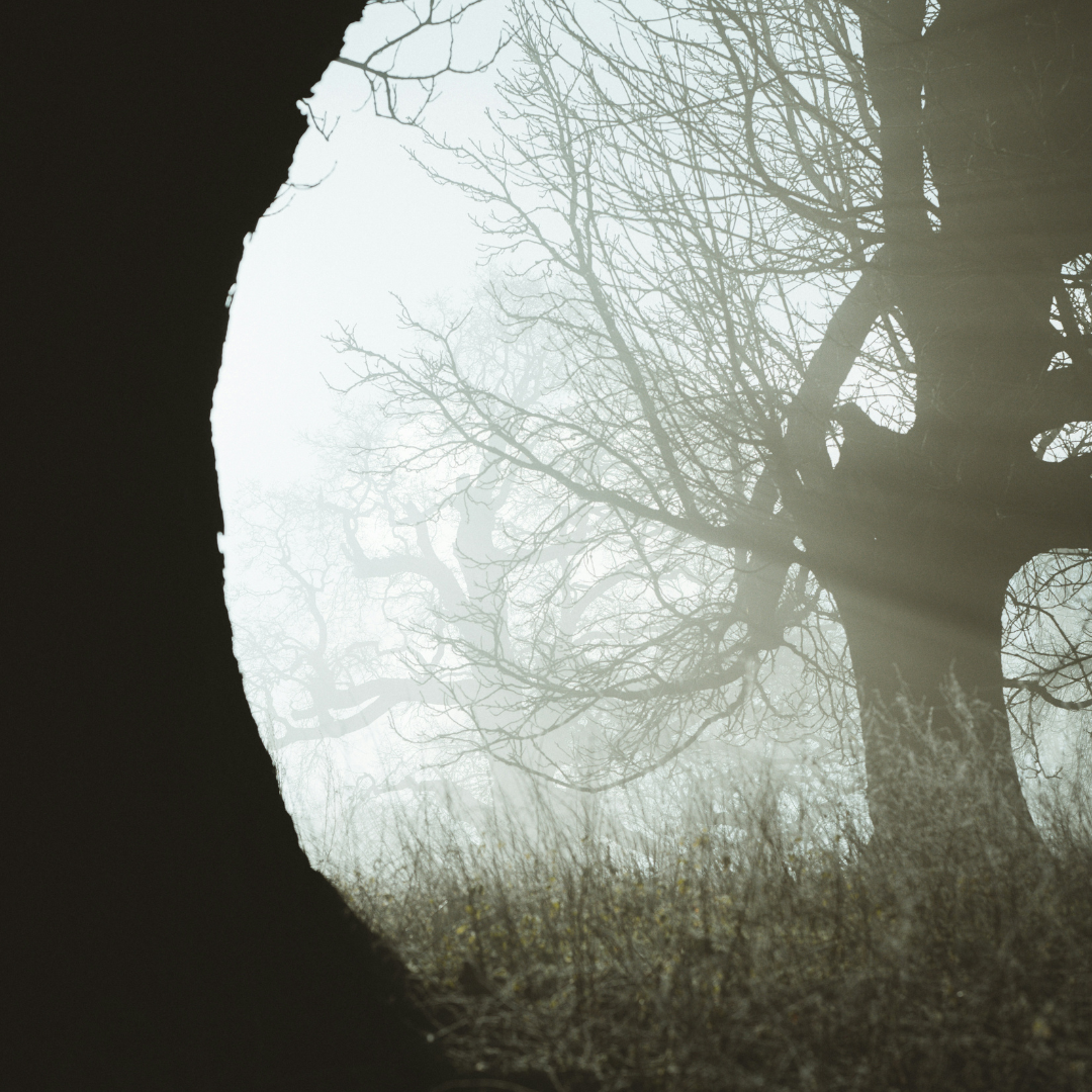 old trees shrouded in mist