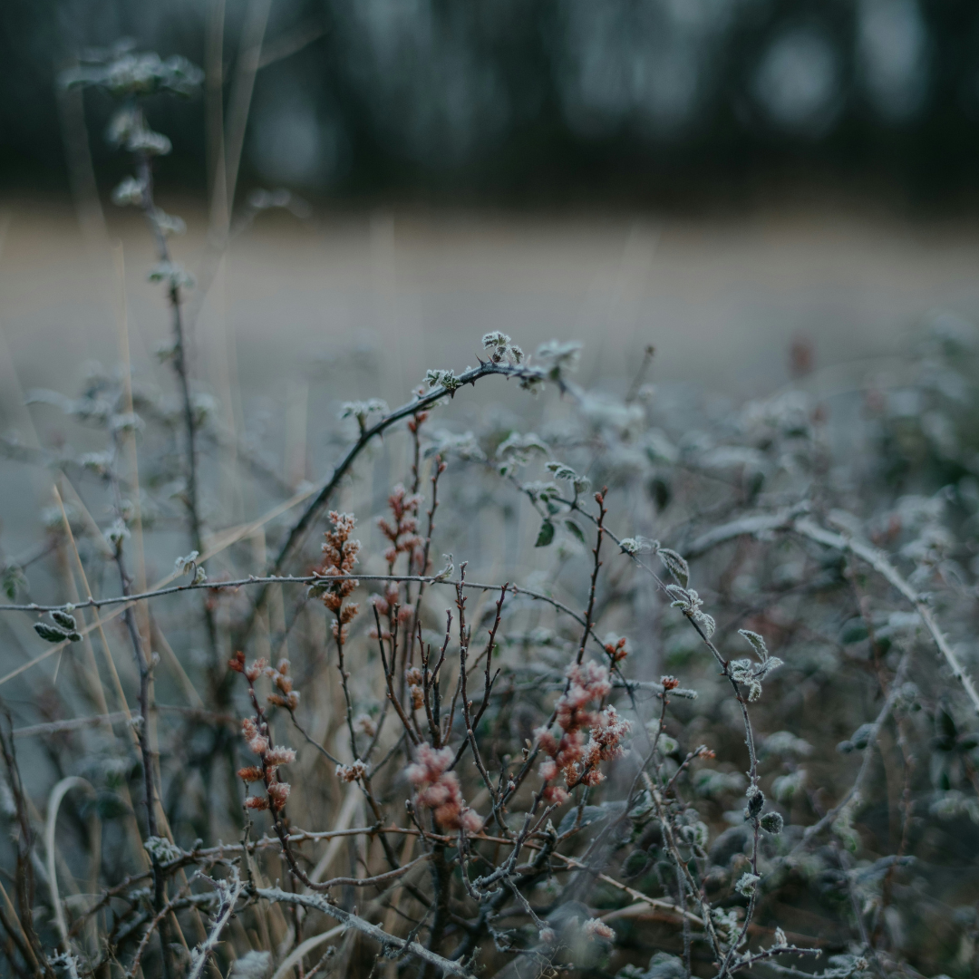 frosted bramble leaves