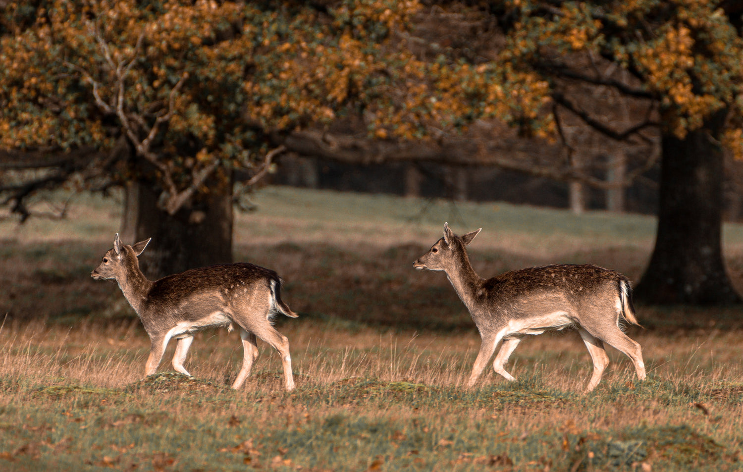 two young deer walk across grassy field with trees in the background